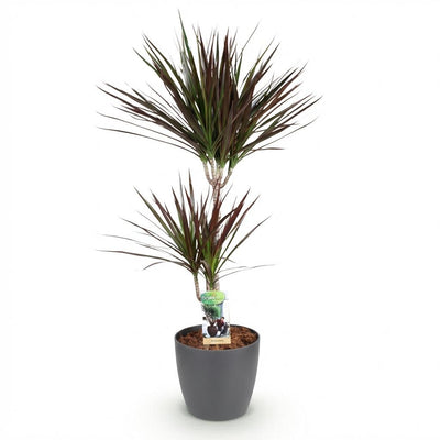 Dracaena Magenta Zimmerpflanze: Wenig Pflege, Roter Topf, 90-100cm