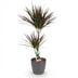 Dracaena Magenta Houseplant: Low Maintenance, Red Pot, 90-100cm Bild 2