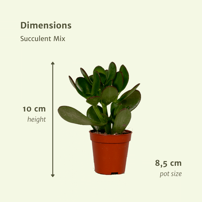 Everspring Sukkulenten Mix: 18 Stück, Ø8,5cm, 10cm Höhe