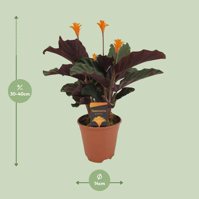 Calathea Crocata - Dekorative Zimmerpflanze im 14cm Topf