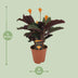 Calathea Crocata - Decorative Houseplant in a 14cm Pot Bild 2