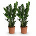 Green boutiQ ZZ-Pflanze (Zamioculcas) - 2er-Set, pflegeleicht, grün Bild 2