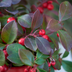 6x Gaultheria procumbens 'Big Berry' | 12 cm Ø | 15-20 cm ↕ Bild 3