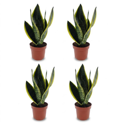 Green boutiQ - Sansevieria Future Superb - Bogenhanf - 4 Pflanzen - Topf 12cm - Höhe - 35cm