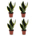 Green boutiQ - Sansevieria Future Superb - Bogenhanf - 4 Pflanzen - Topf 12cm - Höhe - 35cm Bild 2