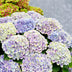 2x Hydrangea Magical Jewel Blue, 55cm height, 23cm pot Bild 7