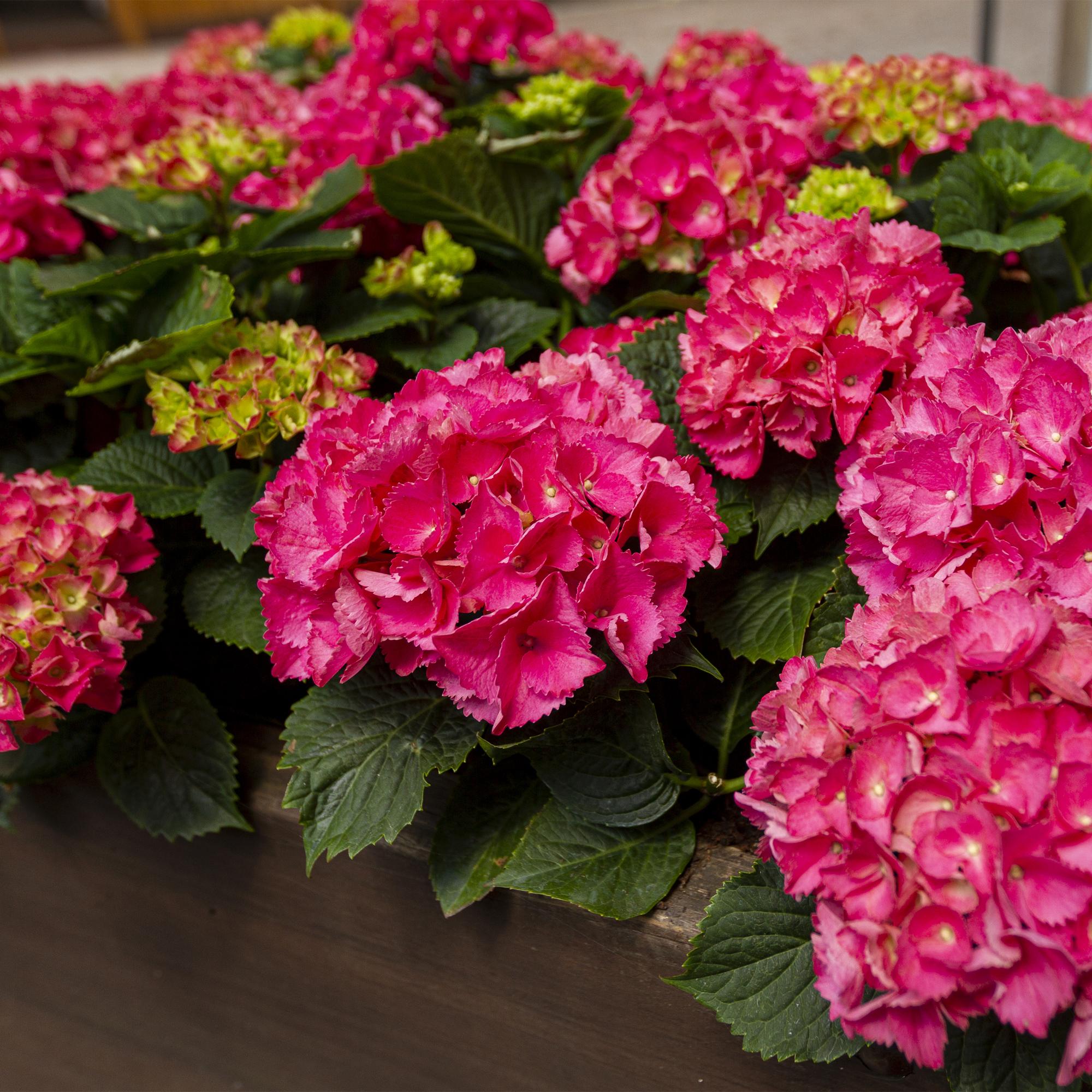GreenboutiQ - Hortensie - Hydrangea macrophylla Rot - Blume Rot - 3 Pflanzen - 1 m2 - Laubabwerfend - Wenig Pflege - Topf 17cm Höhe 30cm