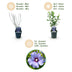 Hibiscus syriacus 'Oiseau Bleu' – 3 Plants – 17cm Pot – Blue Bild 4