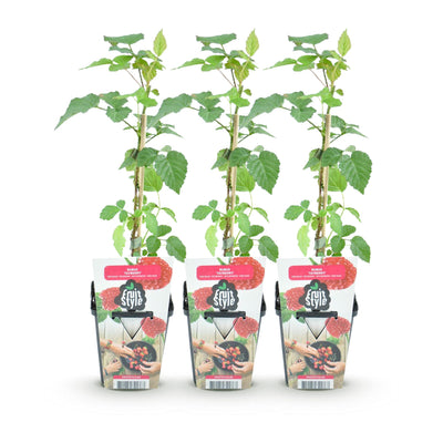GreenboutiQ - Fruit Plants - Tayberries - Rubus Tayberry - Winter-Hardy - 3 Plants - 9 cm Pot - Red Berry