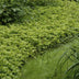 Pachysandra 'Green Carpet' - 6er Pack Bodendecker (10-25cm) Bild 4