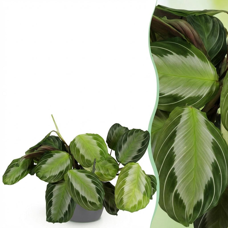 Maranta Fascinator Silverband Houseplant in 12cm Grey Pot