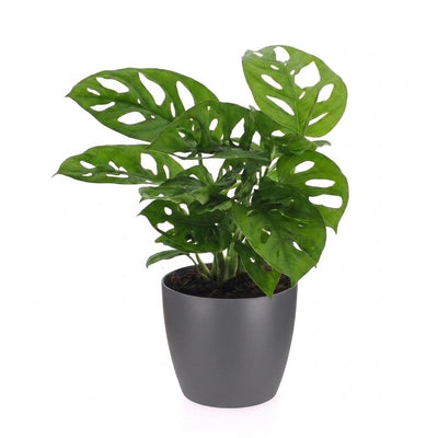 Green boutiQ - Monstera Adansonii - Monstera Adansonii - 1 Pflanze - mit Grau Topf - Topf 12cm - Höhe - 25cm
