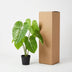 Kunst Philodendron 100cm - Naturgetreue Kunstpflanze für Ihr Zuhause Bild 6
