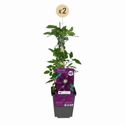 2x Clematis Warszawska Nike - Dunkelrote Kletterrose, Ø9cm, 35cm