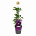 2x Clematis Warszawska Nike - Waldrebe Warszawska Nike - Rot - Kletterpflanze - Ø9cm - ↕35cm Bild 2