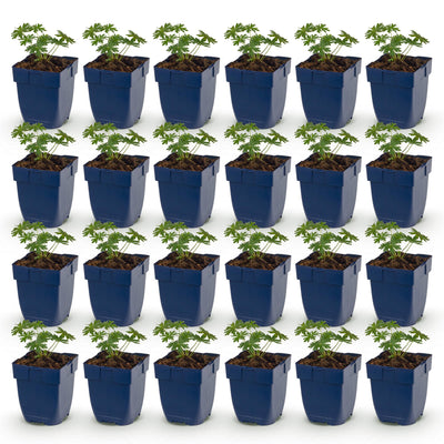 Green boutiQ - Perennial - Geranium sang. Album - Cranesbill - Ground Cover - White - 24 Plants - Pot 11cm - Height 15-25cm
