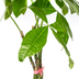 Pachira Aquatica (Geldbaum) im Korb Ø24cm, 120-140cm Bild 4