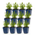 Green boutiQ - Perennial - Nepeta nerv. Neptune - Catnip - Bee and Butterfly Attractors - Purple - 12 Plants - Pot 11cm - Height 15-25cm Bild 2