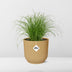 Cyperus Alternifolius Zumula Topf 14cm gelb - Eleganz für Ihr Zuhause Bild 6