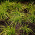 GreenboutiQ Ziergras Carex Everillo - Gelb, 2er Set, 50cm, Topf 17cm Bild 6