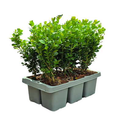 72x Buchsbaum NewGen Freedom im 6er-Pack - Robust & Winterhart
