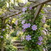 6x Clematis Justa - Waldrebe Justa - Hellblau - Kletterpflanze - Ø9cm - ↕35cm Bild 4