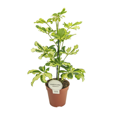 Schefflera Charlotte - Ø13cm Topf - ca. 45cm hoch
