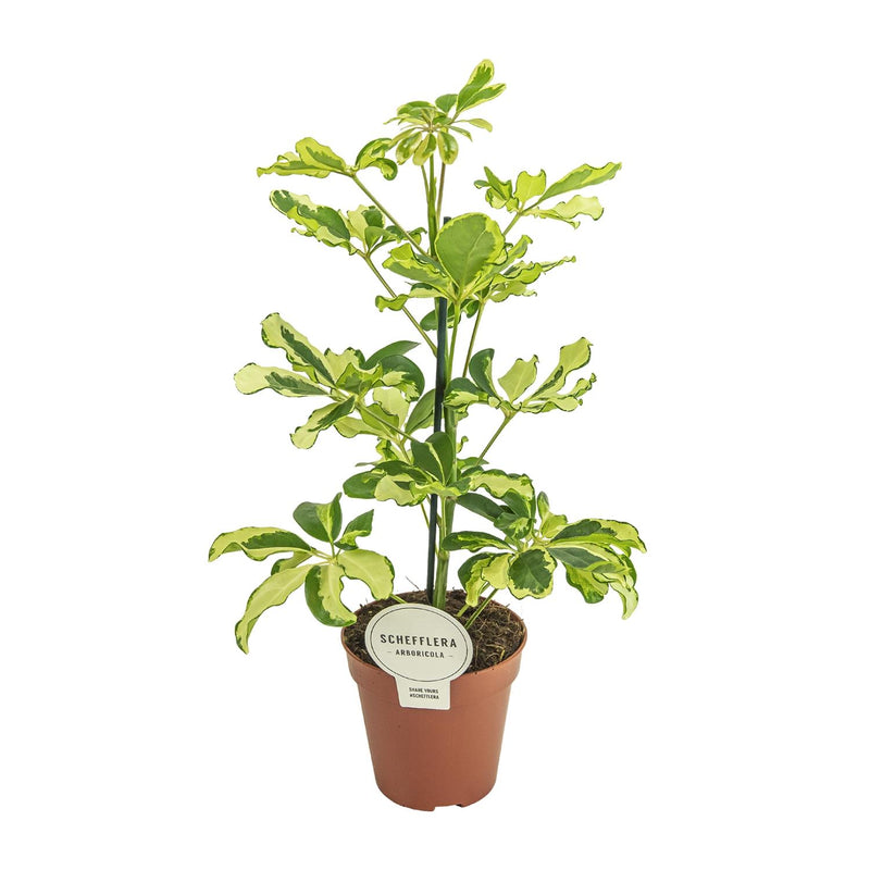 Schefflera Charlotte - Ø13cm pot - approx. 45cm high