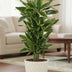 Dracaena Golden Coast - Eleganter Drachenbaum für Ihr Zuhause (Ø27cm, 110cm) Bild 3
