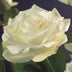GreenboutiQ Kletterrose 'White Climber' - 2 Pflanzen, Weiß, Pflegeleicht Bild 4