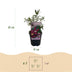 Green boutiQ - Gartenpflanze - Buddleja davidii Royal Red - Schmetterlingsstrauch - Winterhart - Rot - 1 Pflanze - Topf 17cm - Höhe 45cm Bild 3