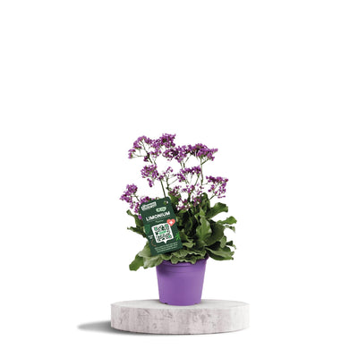 Limonium 'Salt Lake' - 60cm