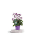 Limonium 'Salt Lake' - 60cm Bild 2