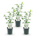 Hibiscus 'Red Heart' - 3 Plants - White-Red - 45cm Bild 2