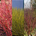 GreenboutiQ Cornus alba Tricolour - 3 Pflanzen im 17cm Topf Bild 5