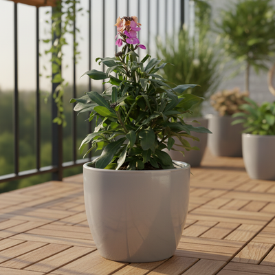 Erysimum 'Purple Glow' – Farbenfrohe Duftstaude für sonnige Standorte