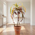 Croton Dreadlock - Ø19cm - ↕70cm Bild 3