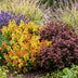 Leucothoe Curly Duo (Gelb & Rot) - 2 Pflanzen, Immergrün, Pflegeleicht Bild 6