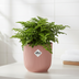 Asplenium Parvati Farn in rosa ELHO Vibes Topf, 14 cm Bild 3