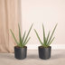 2x Aloe Vera Sukkulente - 40cm Höhe, 12cm Topfdurchmesser Bild 5