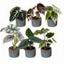 Baby Alocasia Familie: 6 Tropenpflanzen Mix Ø6cm Bild 2