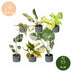 Baby Tropical Mix: 6 exotische Zimmerpflanzen im Set (Ø6cm) Bild 5