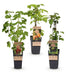Green boutiQ Obstpflanzen Mix: Rote Johannisbeere, Schwarze & Gelbe Himbeere Bild 2