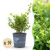 GreenboutiQ Boxwood 'Babylon Beauty' - 14 plants for a 2m hedge Bild 1