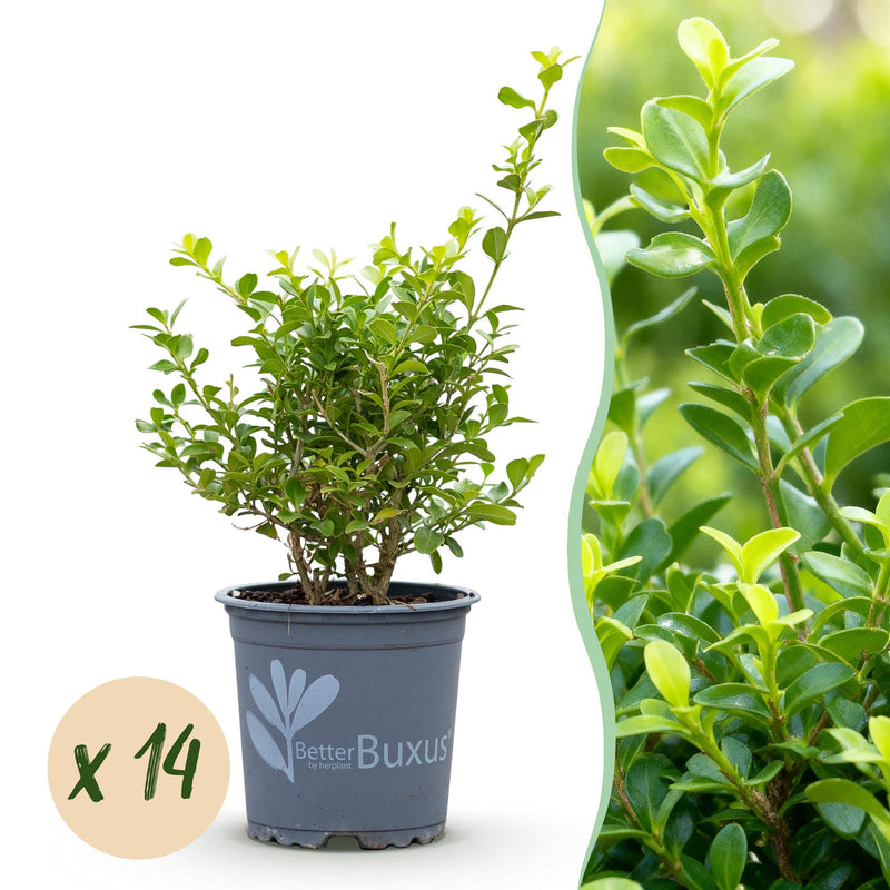 GreenboutiQ Boxwood 'Babylon Beauty' - 14 plants for a 2m hedge