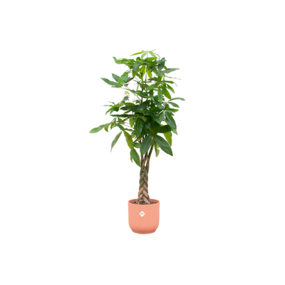 Pachira Aquatica inklusive elho Vibes Fold Round rosa - 160 cm - Ø30