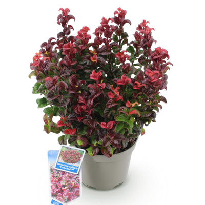 GreenboutiQ - Garden Plant - Leucothoe Curly Red - Red - 1 Plant - Evergreen - Low Maintenance - Pot 17cm Height 40cm