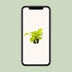 Golden Pothos Epipremnum aureum: easy-care & air-purifying Bild 5