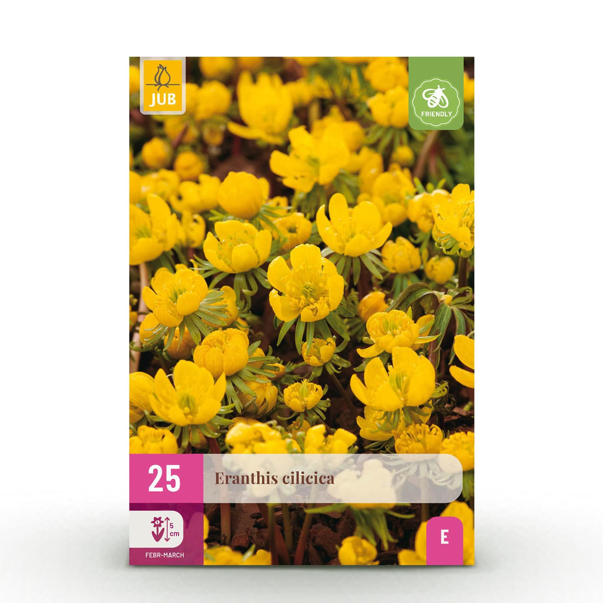 GreenboutiQ - Blumenzwiebeln - Eranthis Cilicica - Bulbs Hardy Perennial - Farbe Gelb - 25 Stück - Zwiebelgröße 4/5 - XXL Pack