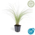 Stipa tenuissima 'Ponytails' - Ziergras für luftigen Garten, 10-25cm Bild 2